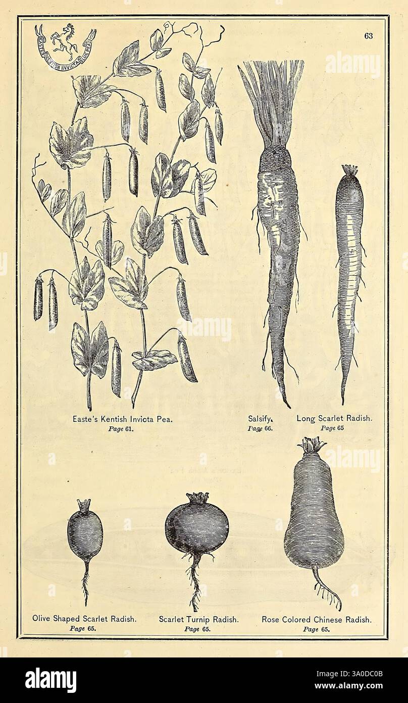 Extensive display of radish varieties hires stock photography and