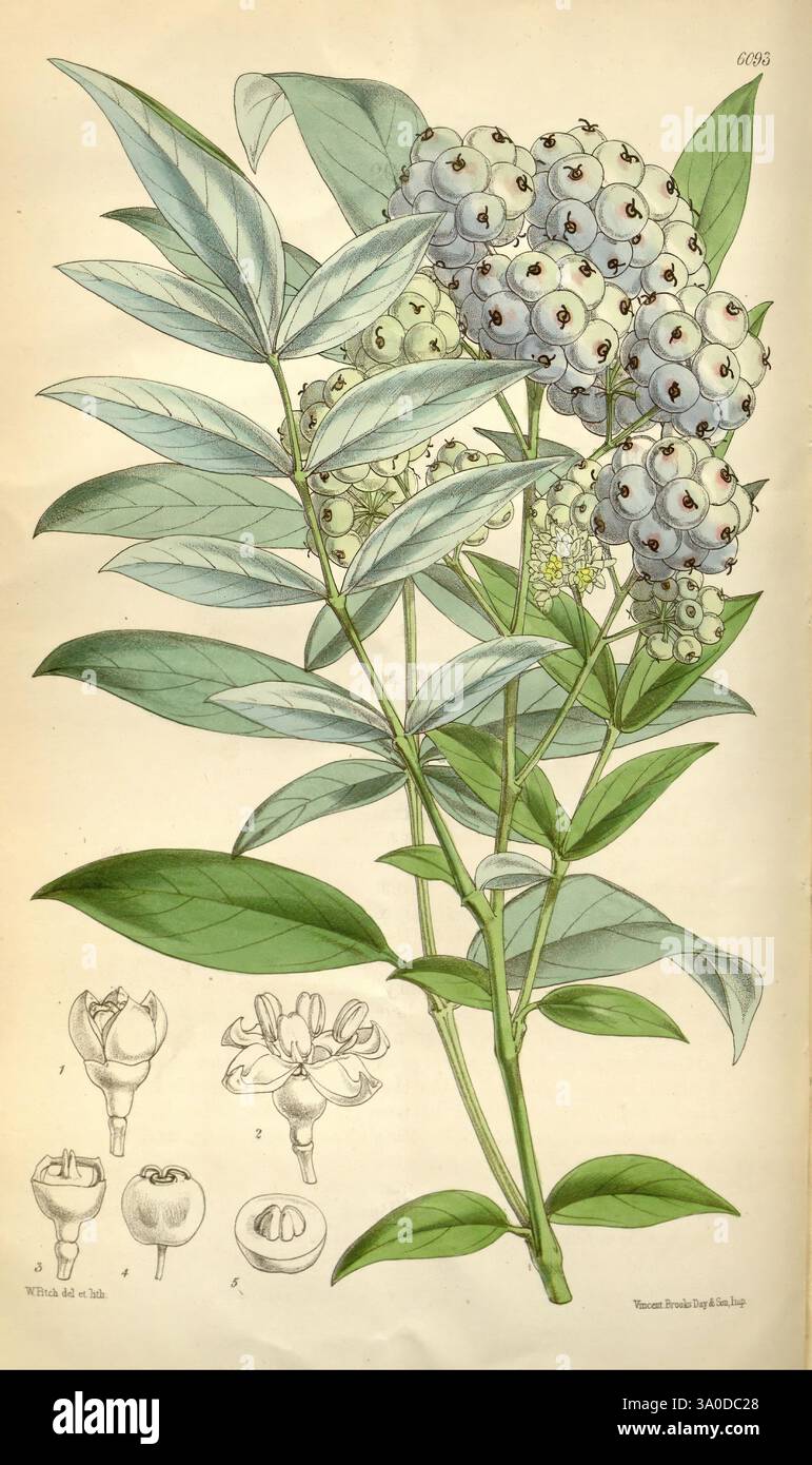 Curtis's Botanical Magazine London New York Botanical Illustration ...