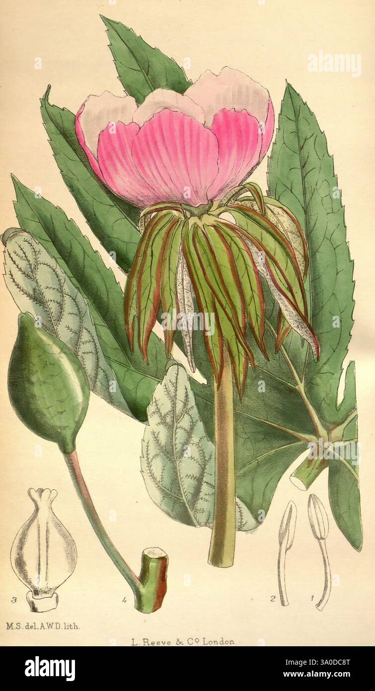 Family berberidaceae western china matilda smith taxonomy hi-res stock ...