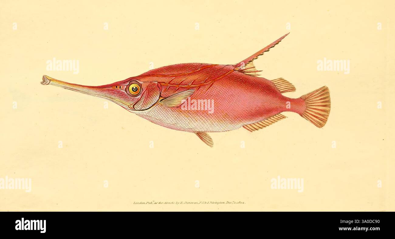 Fish Streamed Line The natural history of British fishes, London, Printed for the author ...