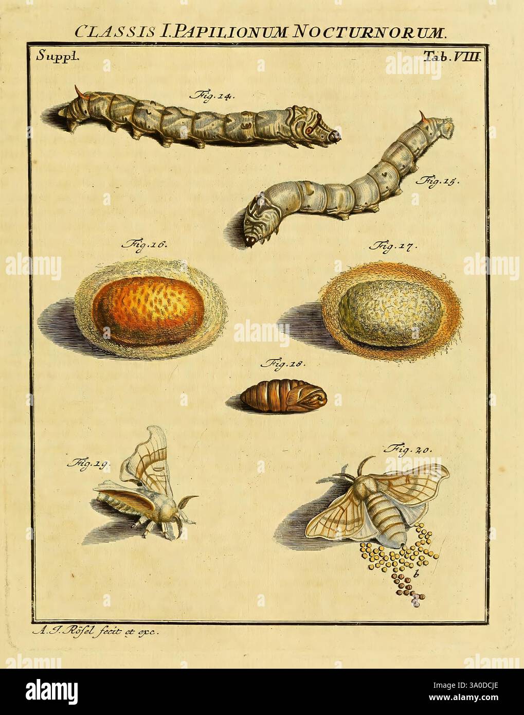 Life cycle of nocturnal butterflies hi-res stock photography and images ...