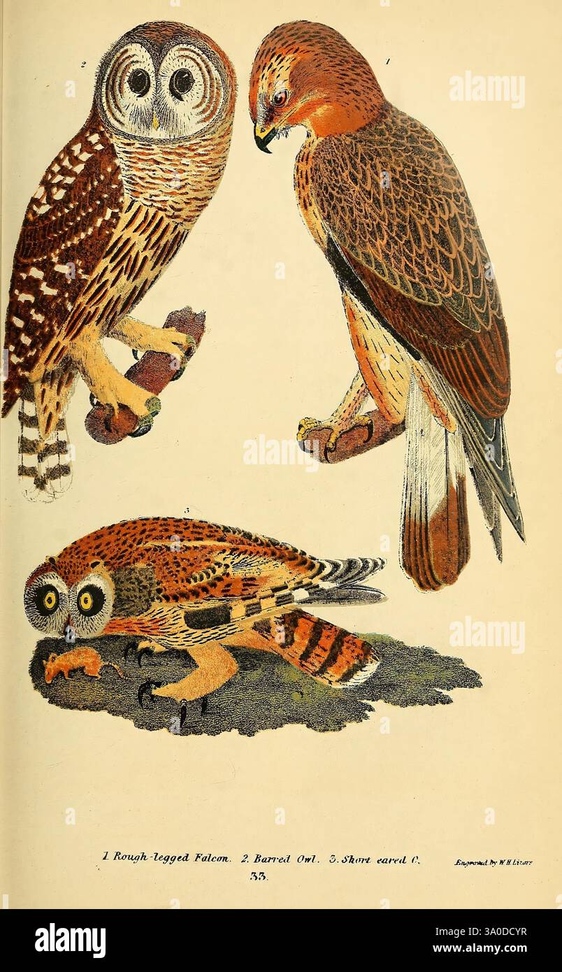 Artwork showcases three distinct bird species hi-res stock photography ...
