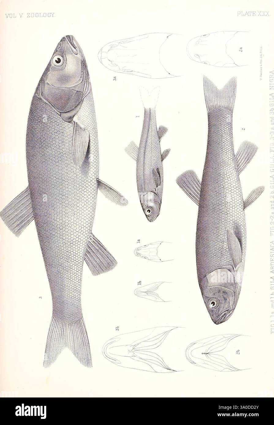Multiple smaller fish hi-res stock photography and images - Alamy