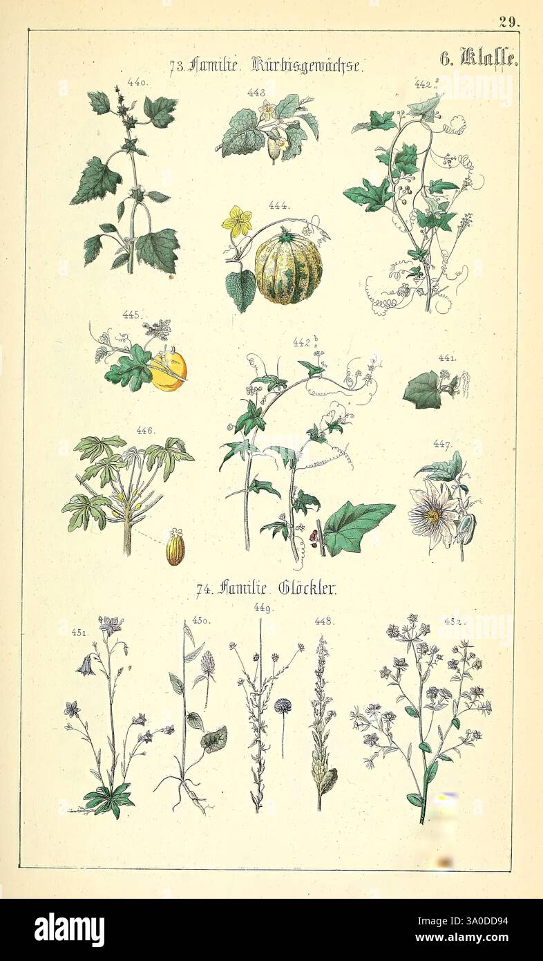 Populäre Botanik Stuttgart, Krais & Hoffmann, 1857. botanical ...