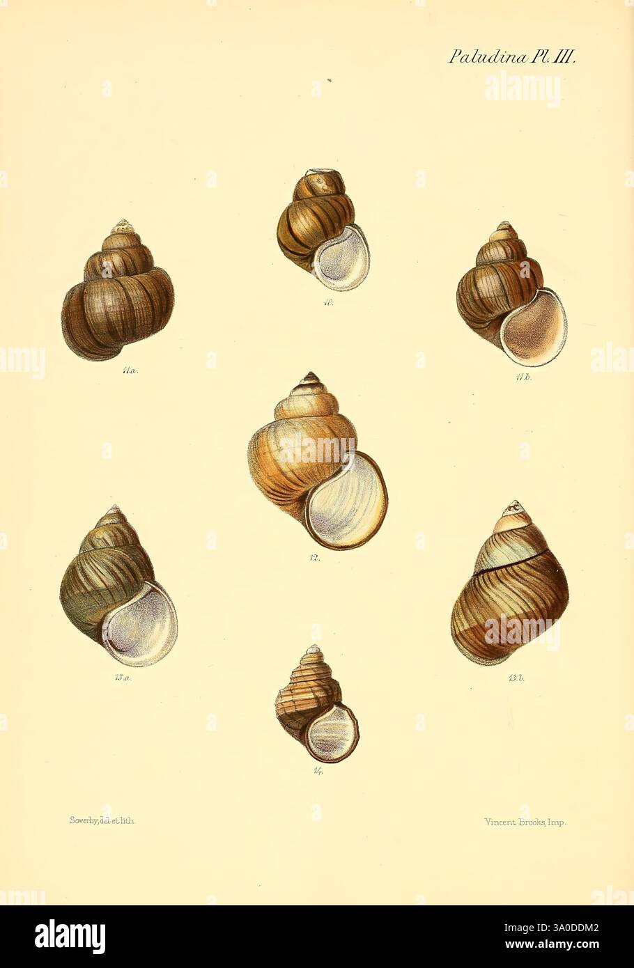 Conchologia iconica, or Illustrations of the shells of molluscous ...