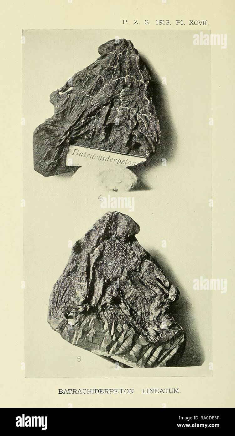 Evolutionary traits of vertebrates hi-res stock photography and images ...