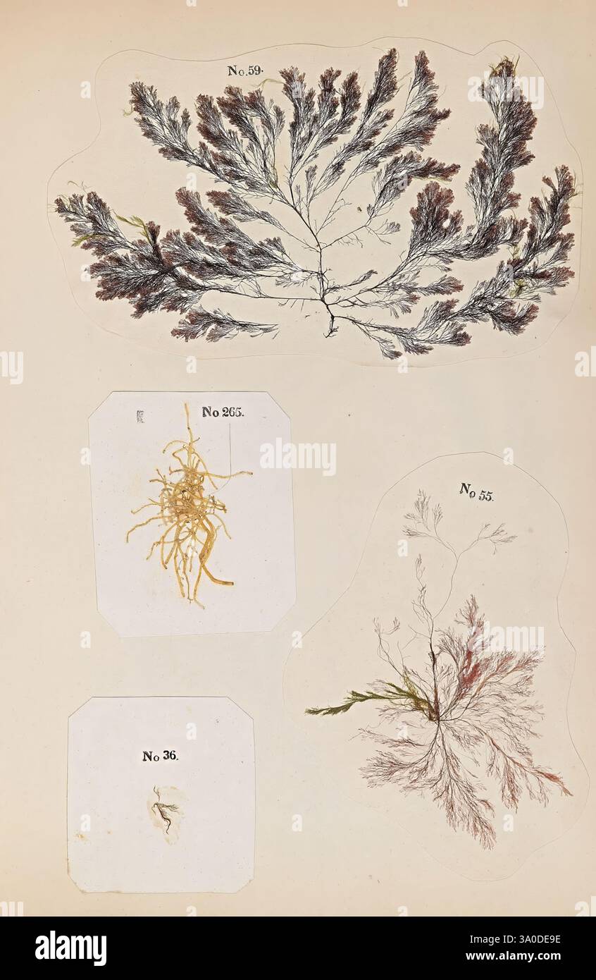 Filamentous growth labelled hi-res stock photography and images - Alamy