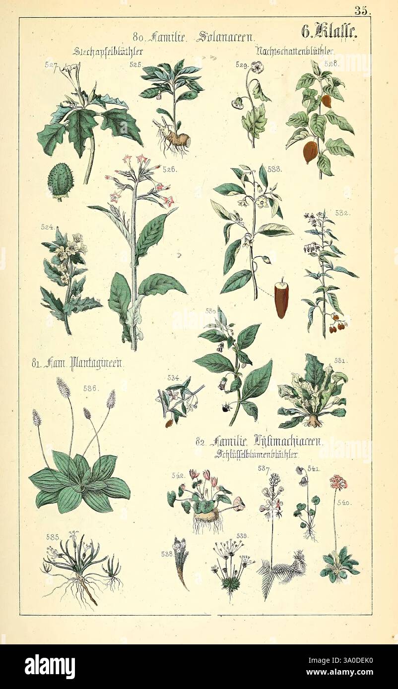Populäre Botanik Stuttgart, Krais & Hoffmann, 1857, botanical ...