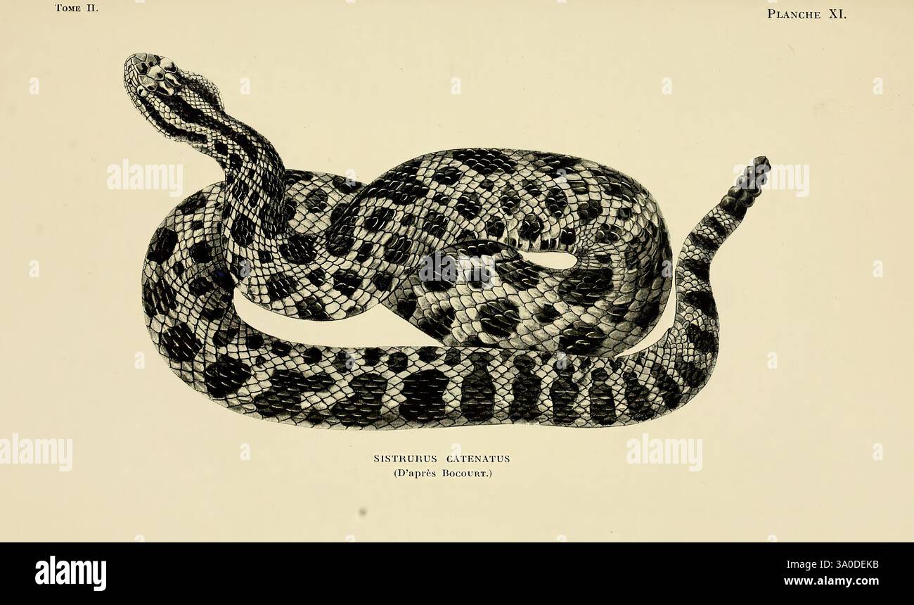 Ornament - Black - Rattlesnake - Serpentes Ornament - Black - Rattlesnake - Serpentes