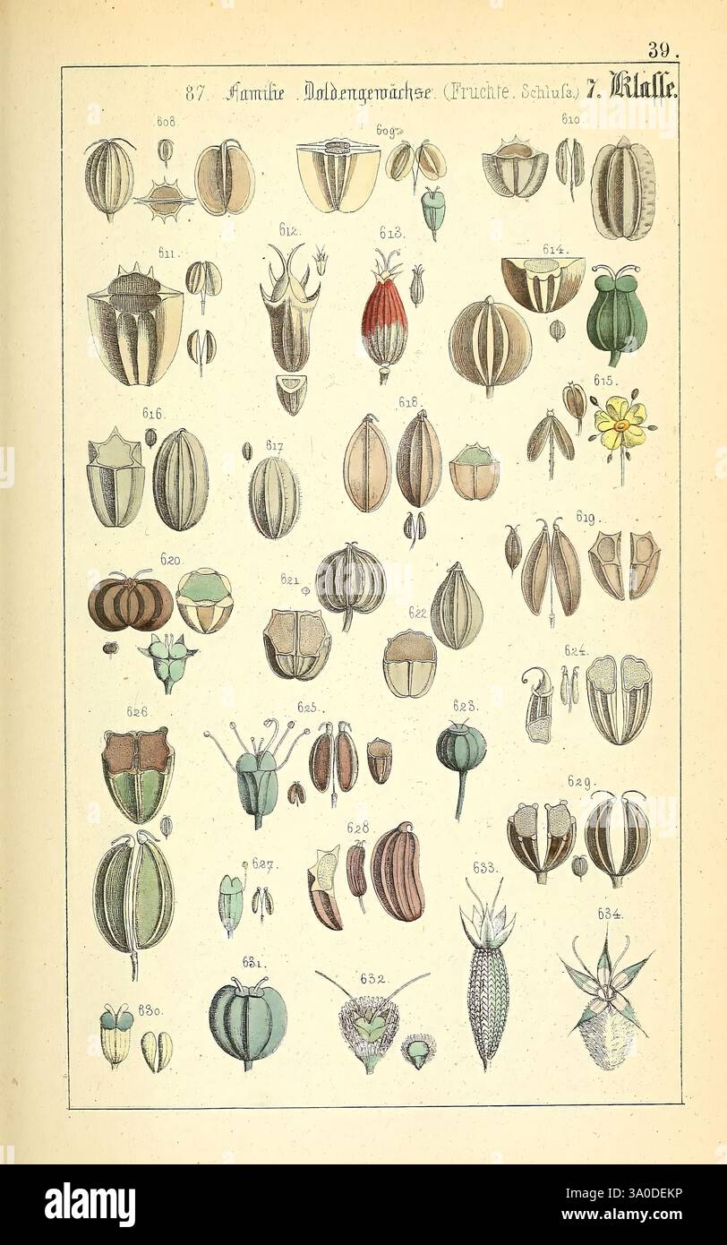 Rich exploration of plant anatomy hi-res stock photography and images ...