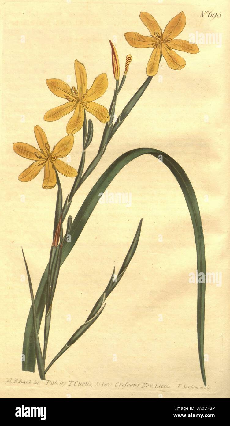 Graceful cluster atop long stems hi-res stock photography and images ...