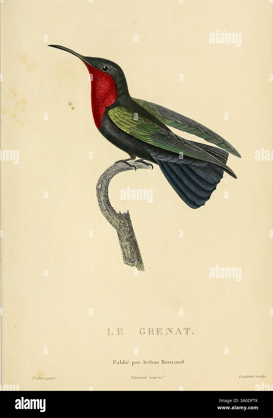 Histoire naturelle des colibris, Paris, Arthus Bertrand, 1830-1832 ...