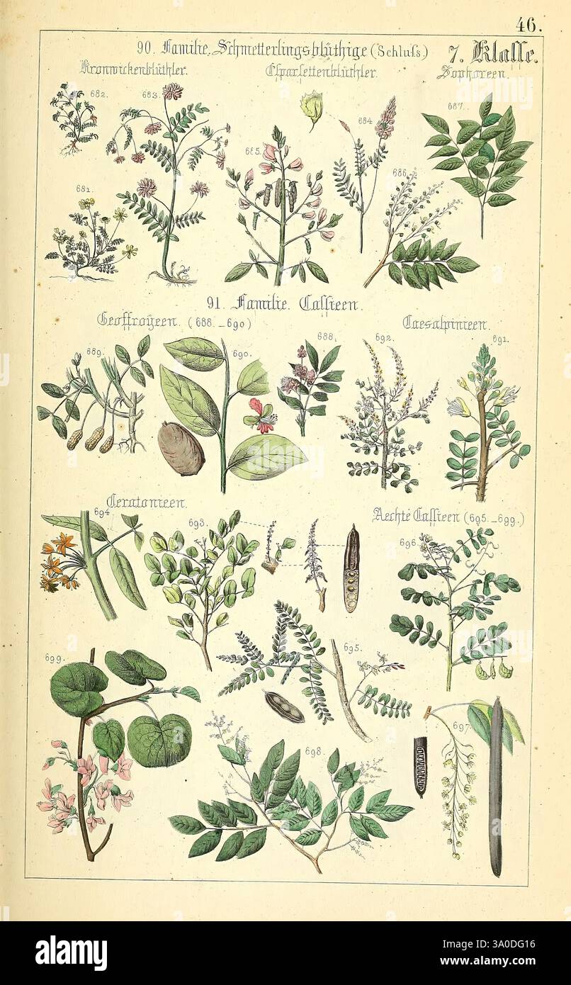Populäre Botanik Stuttgart, Krais & Hoffmann, 1857, botanical ...