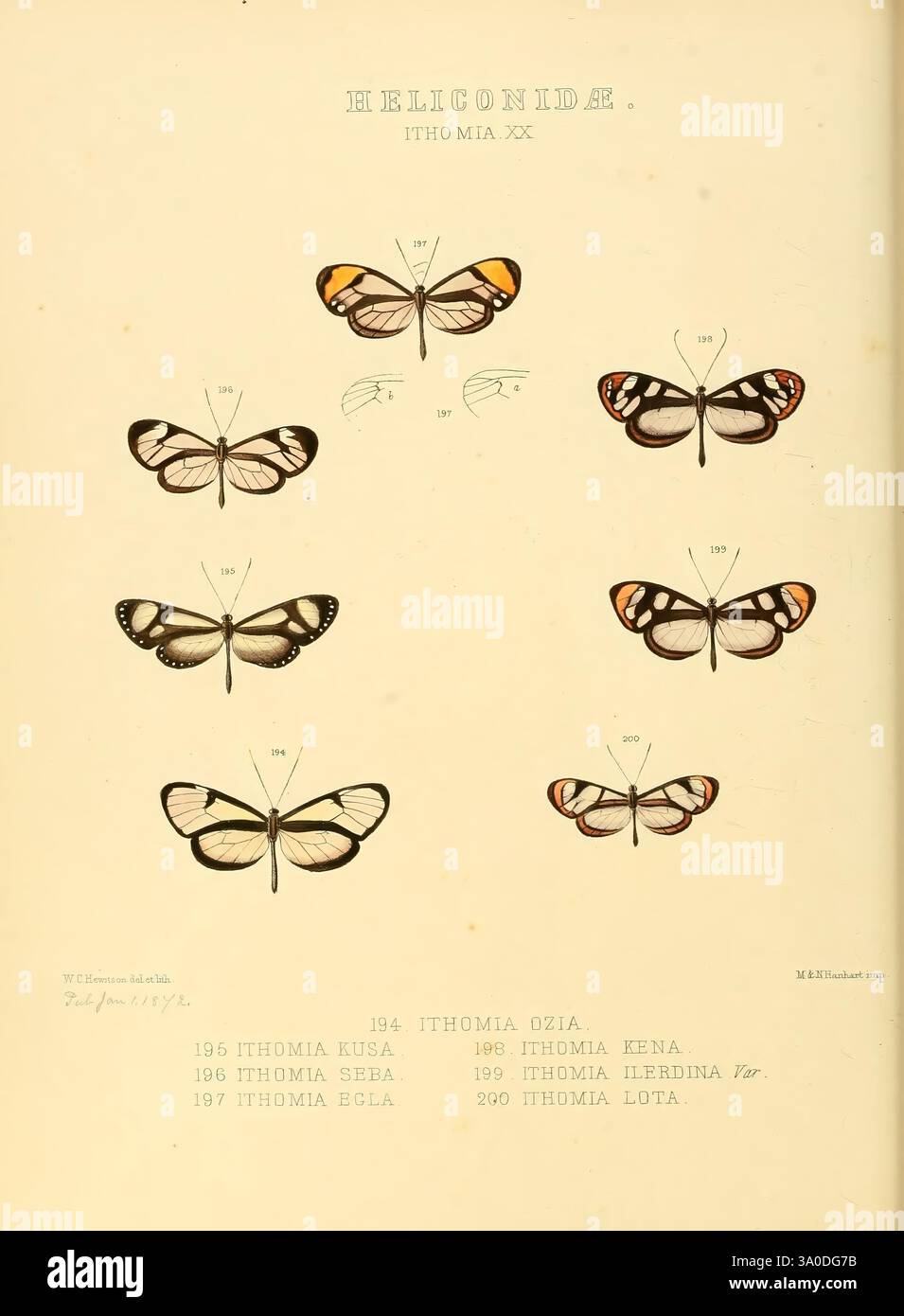 Illustrations of new species of exotic butterflies, London, John Van ...