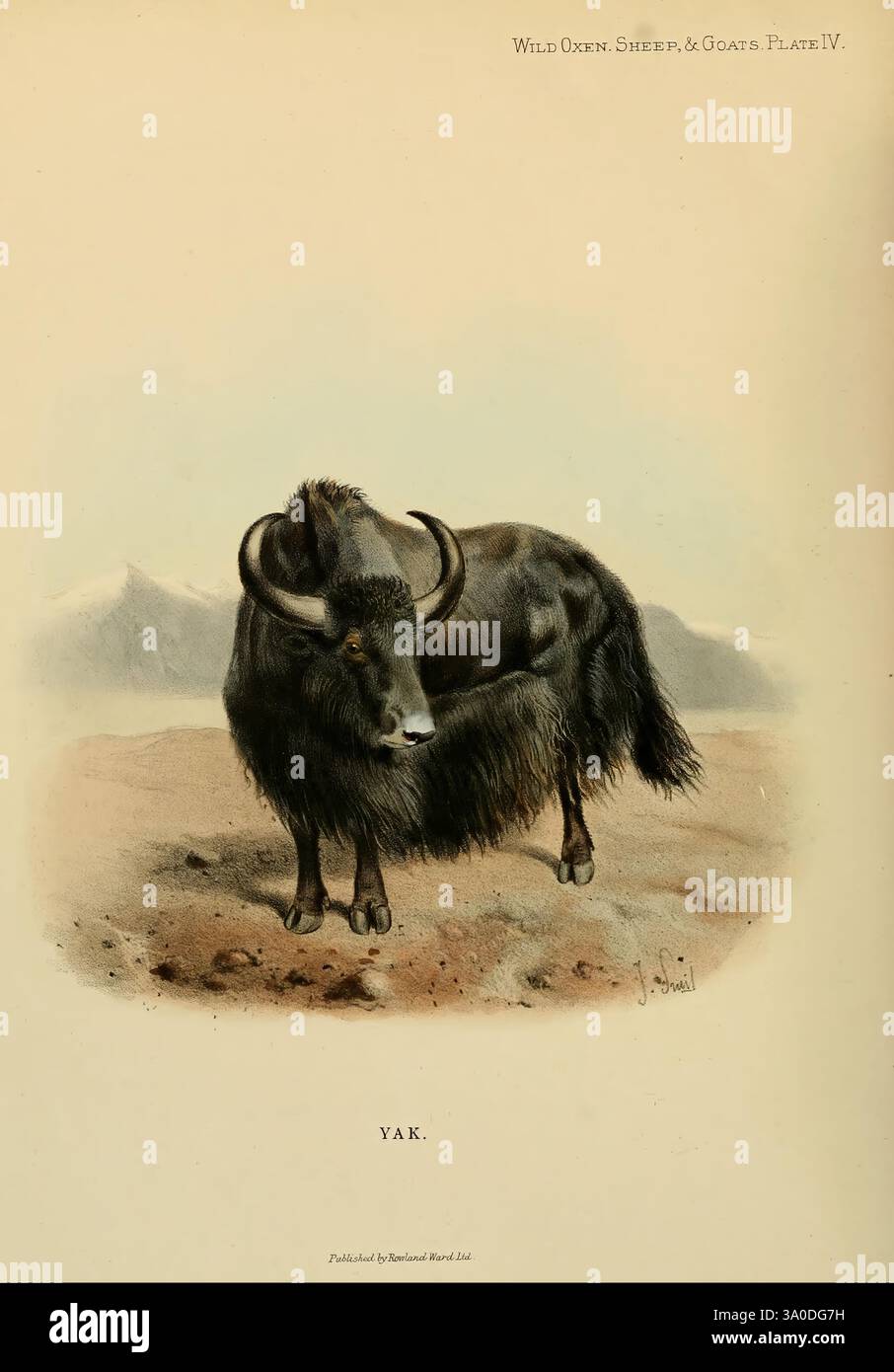 Ox Extinction Spirit of wildlife in high altitude regions hi-res stock photography ...