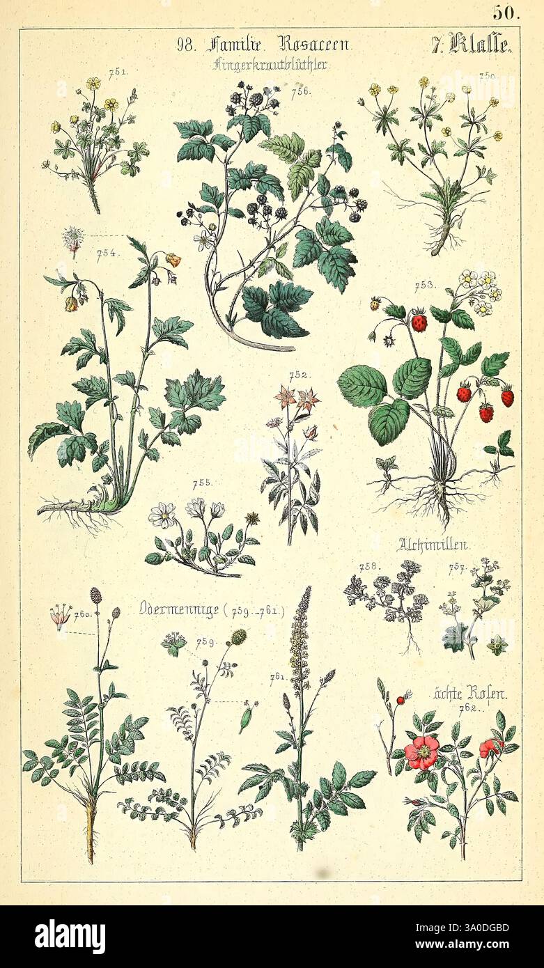Populäre Botanik Stuttgart, Krais & Hoffmann, 1857, Botanical ...