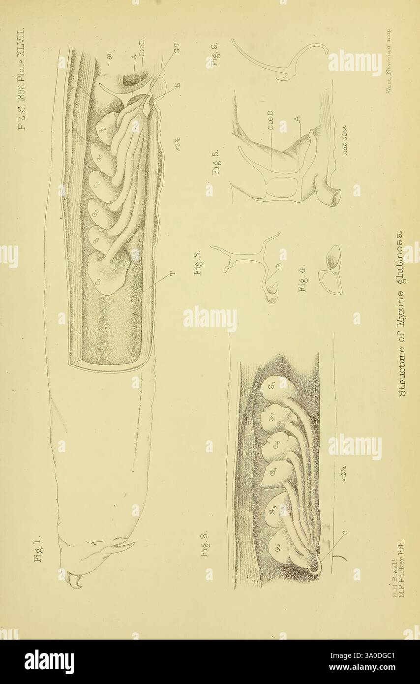 Proceedings of the Zoological Society of London, London, Academic Press periodicals, zoology, The illustration presents a series of detailed anatomical sketches, focusing on the internal structure of a marine mammal. It includes multiple figures: one depicting a longitudinal section showing the arrangement of various organs within the body, with labeled parts such as the intestines, possibly illustrating the digestive system. Additional sketches highlight different perspectives and details of the internal anatomy, showcasing the complexity of the organism's physiology. Each labeled section pro Stock Photo