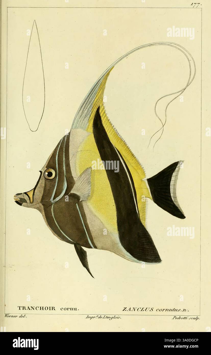 Outline of another fish hi-res stock photography and images - Alamy