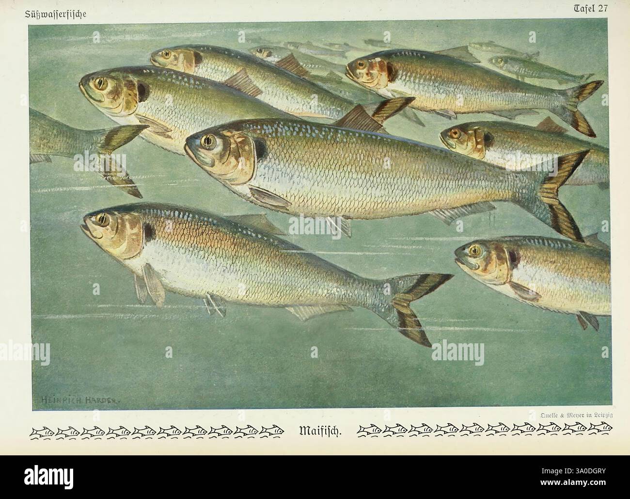 Alosa alosa germany hi-res stock photography and images - Alamy