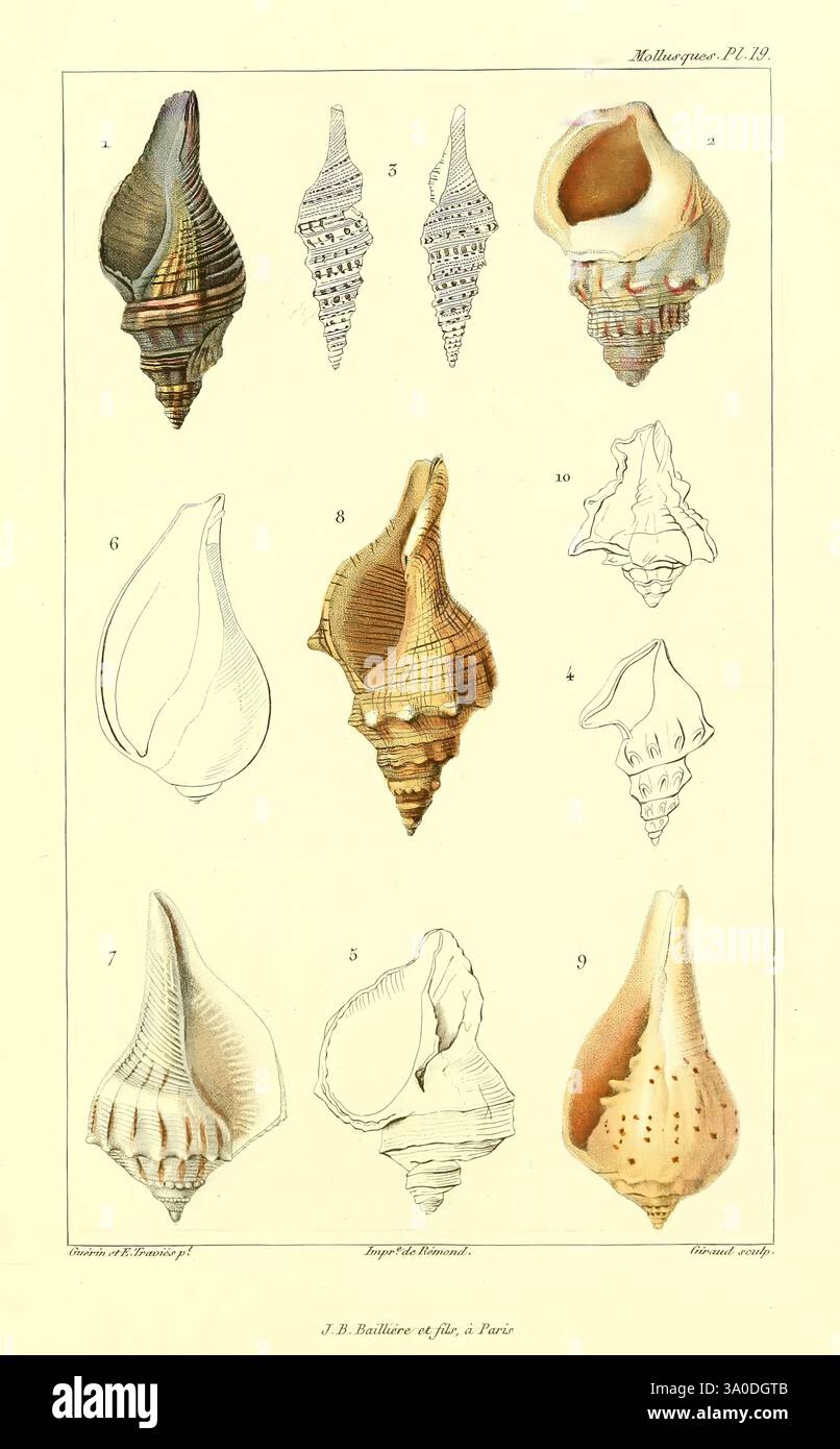 Les mollusques, Paris, J. B. Baillière, 1868, mollusks, classification ...