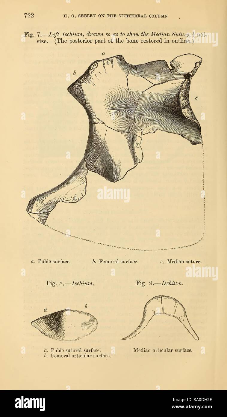 Specific Bone Features Specific anatomical classifications hi-res stock photography and images ...
