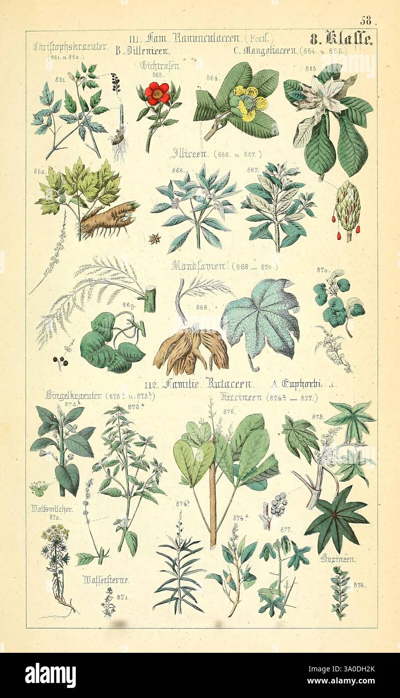 Educational value of botanical illustrations hi-res stock photography ...