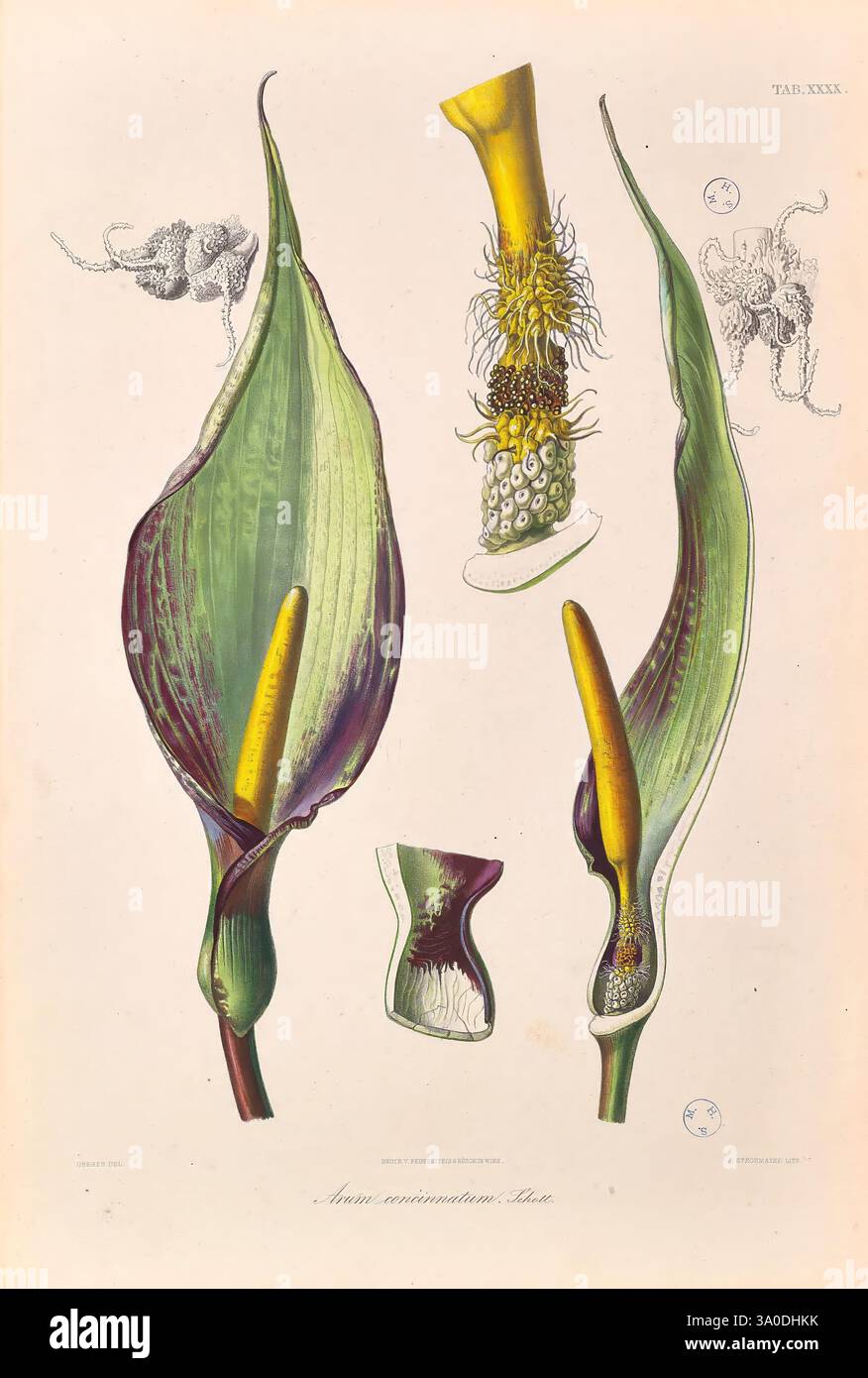 Icones Aroidearum Vindobonae 1857 araceae pictorial works aroids Arum ...