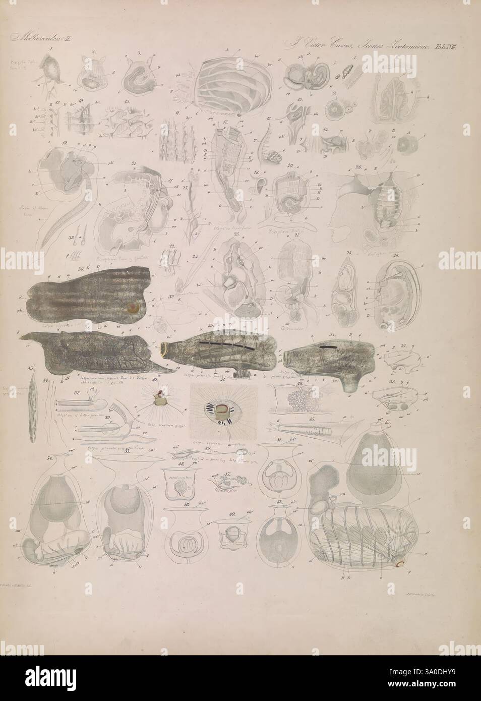 Alongside various cross sections hi-res stock photography and images ...