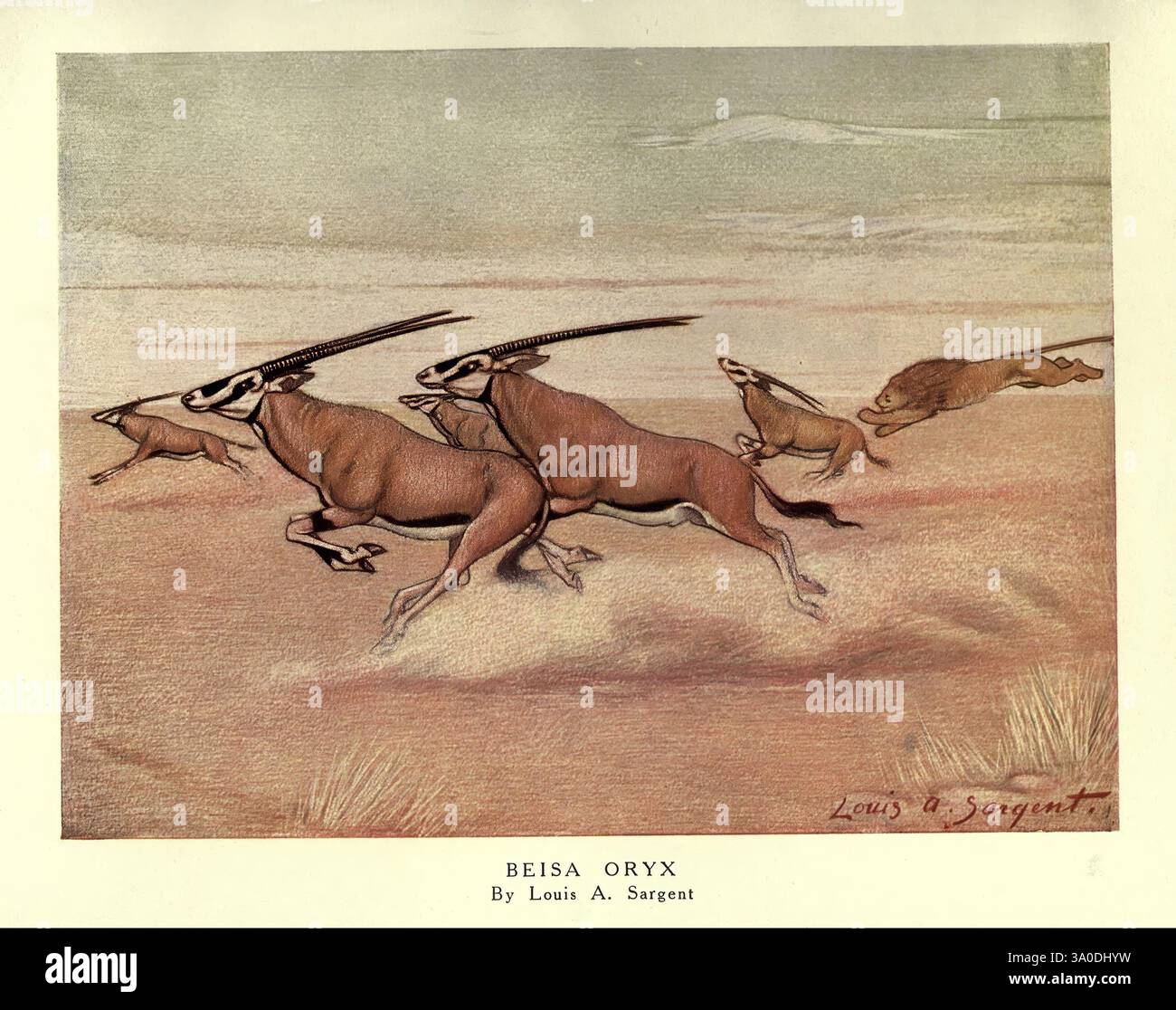 The wild beasts of the world, London, [1909?]. oryx, zoology, animal ...