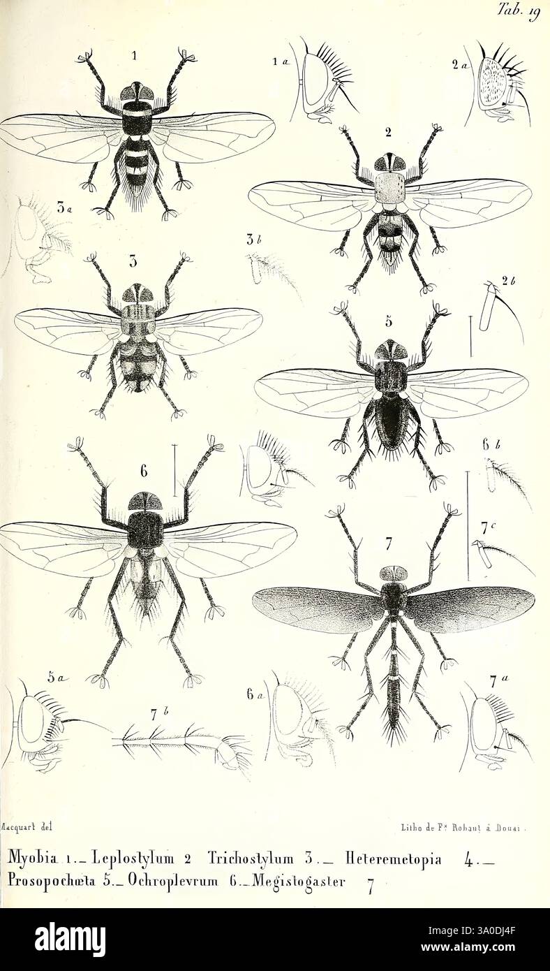 Diptères exotiques nouveaux ou peu connus Paris, Roret,1838-1843 ...