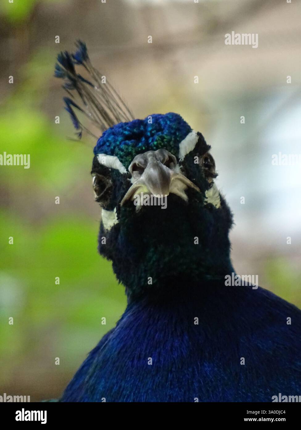 Peacock from Up Close Stock Photo - Alamy