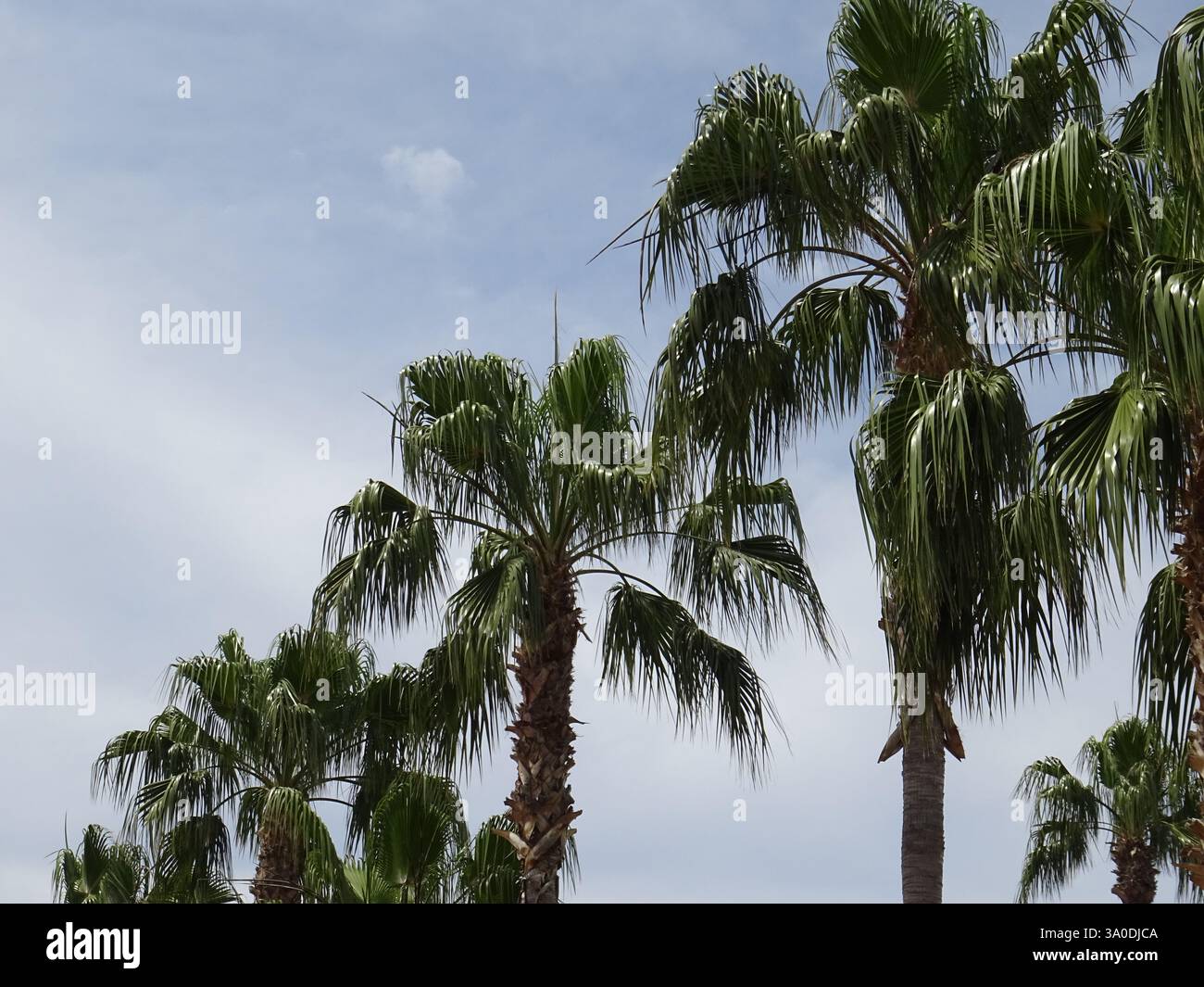 Several plants hi-res stock photography and images - Alamy