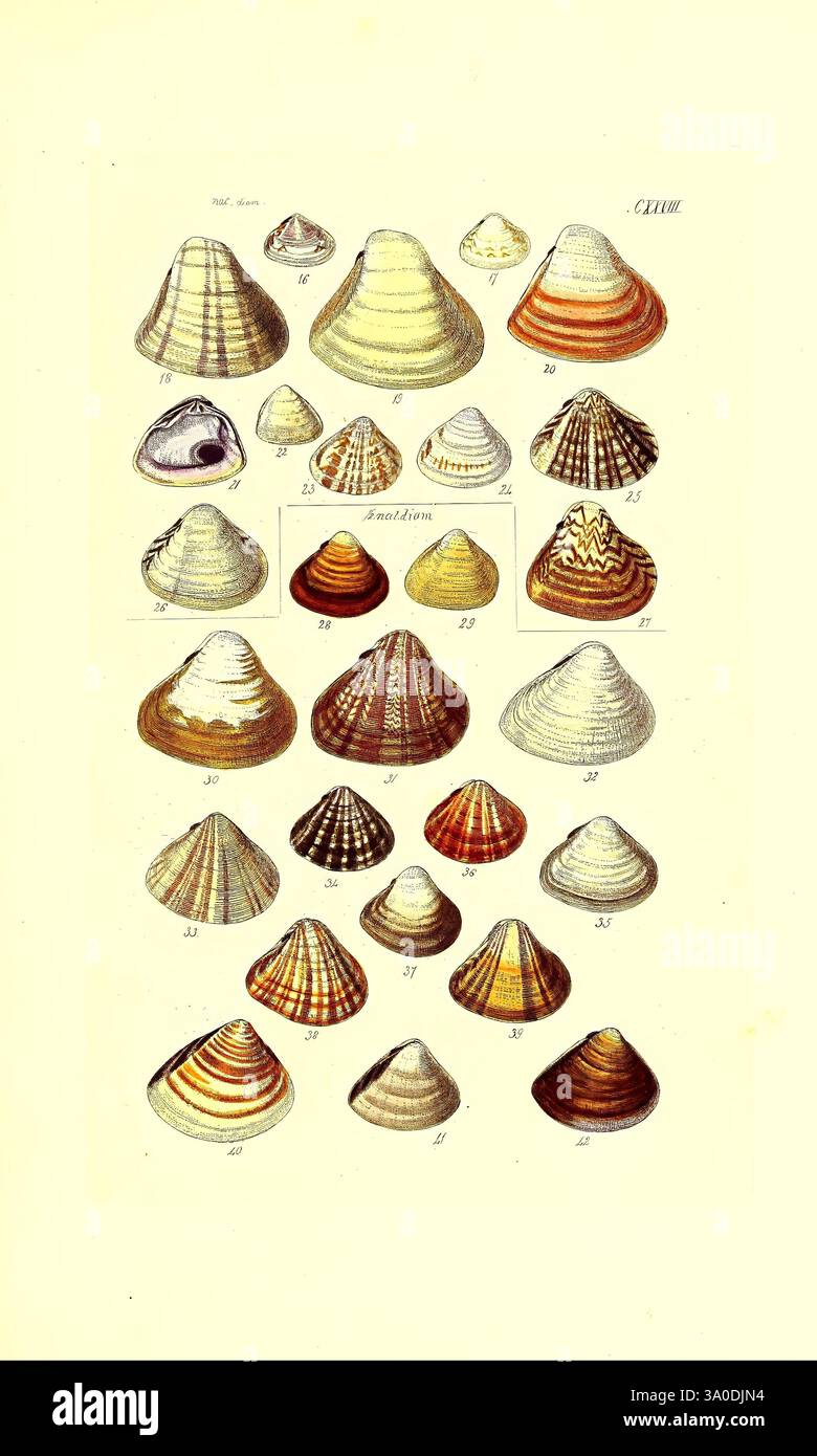 Characteristic On Shell Shell captures distinct characteristics hi-res stock photography and ...