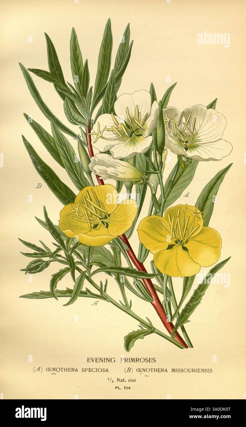 Favourite flowers of garden and greenhouse London and New York ...