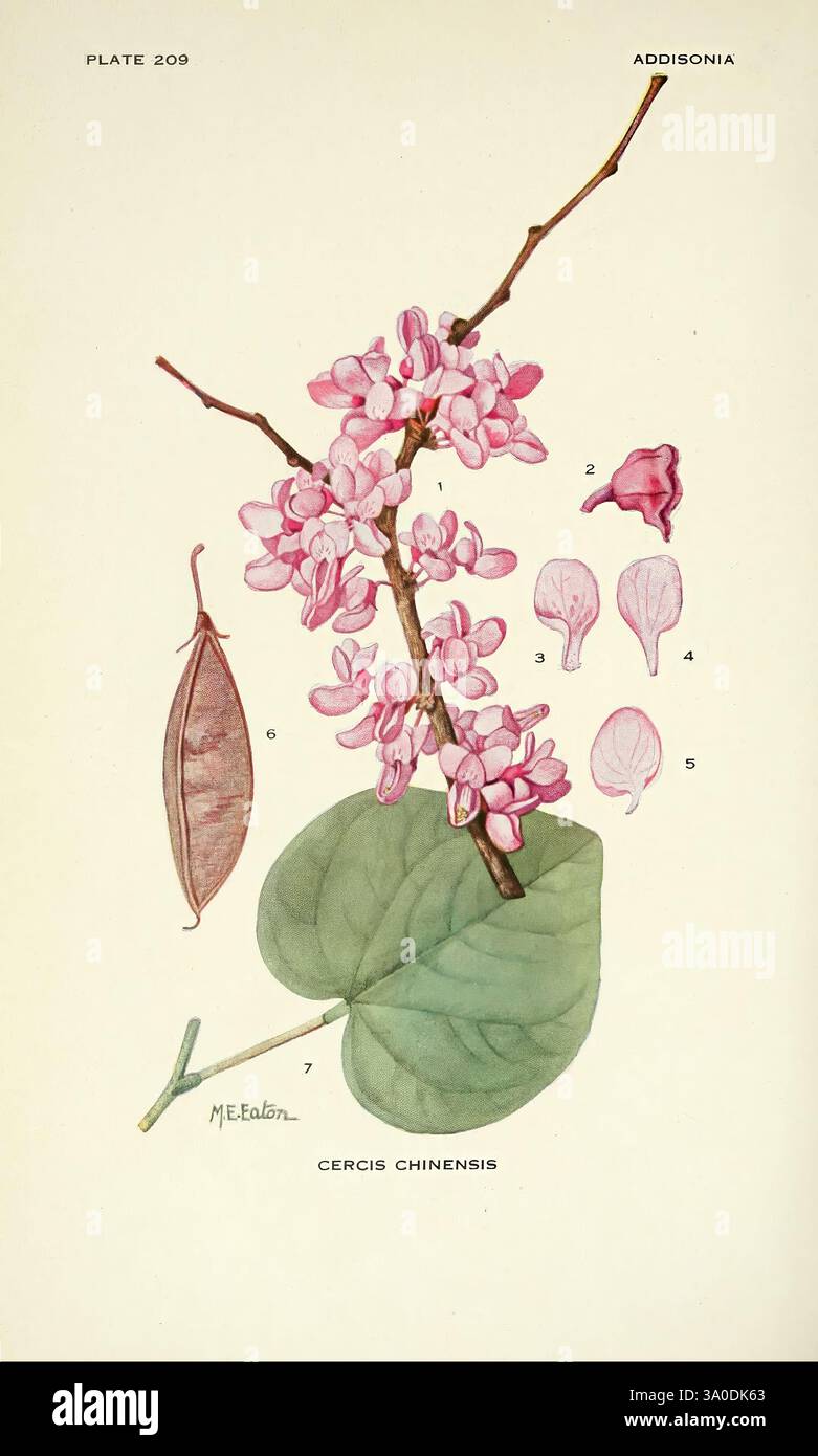 Addisonia, New York, New York Botanical Garden, 1916-1964, periodicals ...
