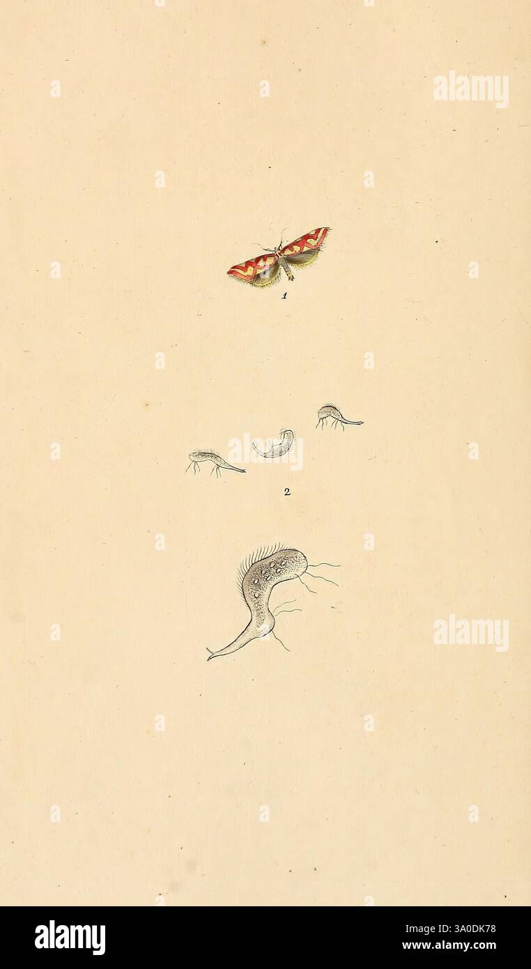 Cell Shaded Insect Detailed depictions of microscopic organisms hi-res stock photography ...