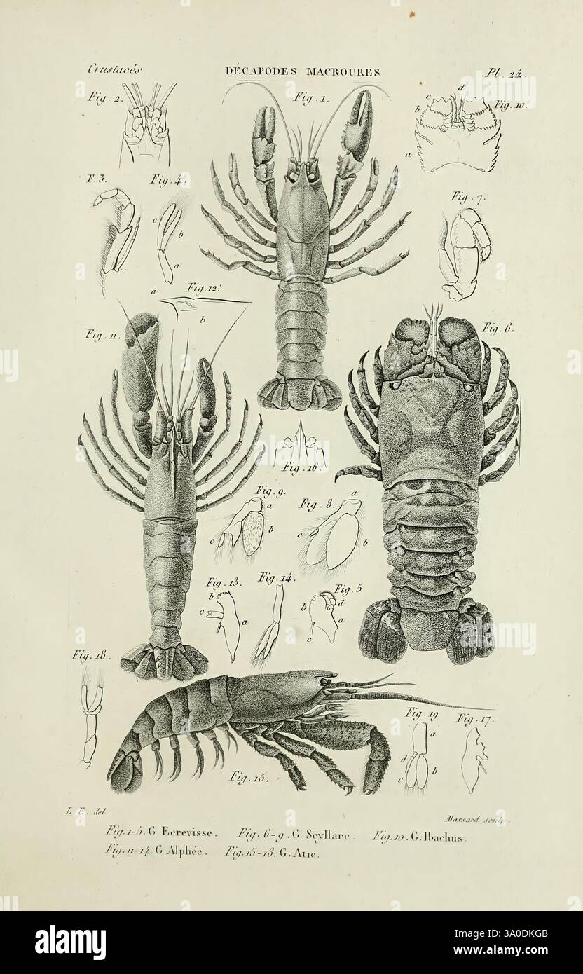 Crustaceans Multiple Image Histoire naturelle des crustacés, Paris, Librairie encyclopédique de ...