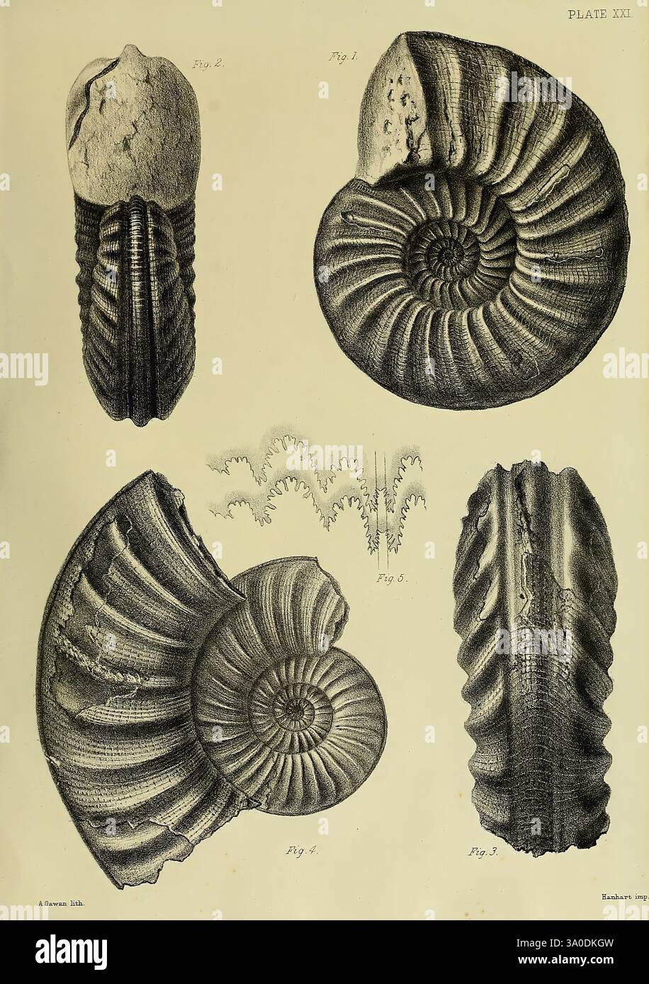 Monograph on the Lias Ammonites of the British Islands, London, Printed ...