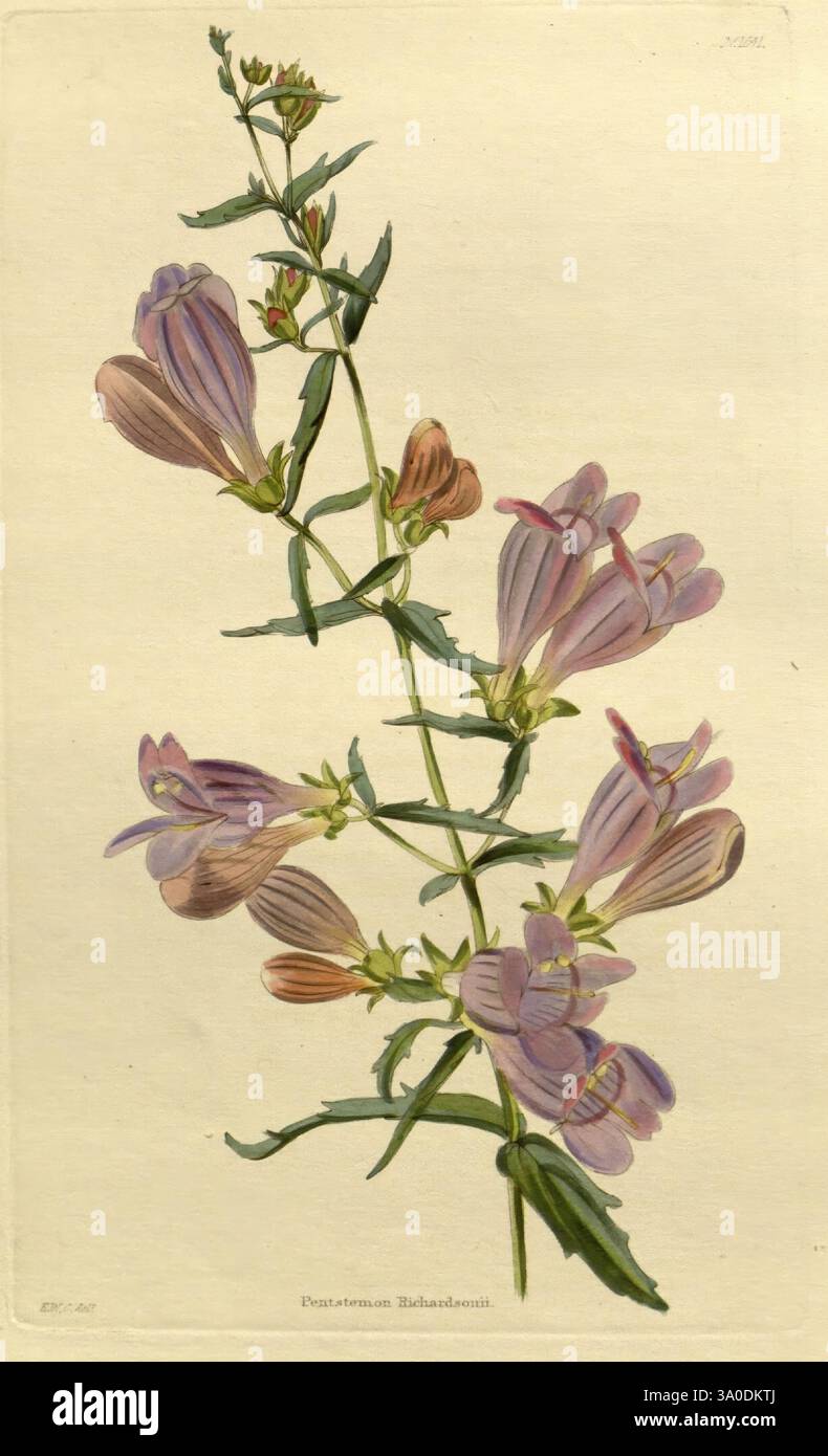 Budding flowers emerges hi-res stock photography and images - Alamy