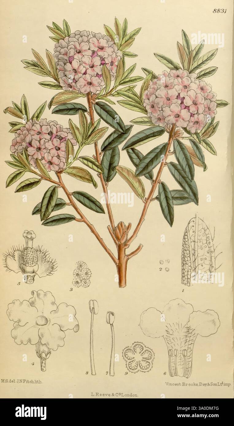 Family ericaceae matilda smith women in science hi-res stock ...