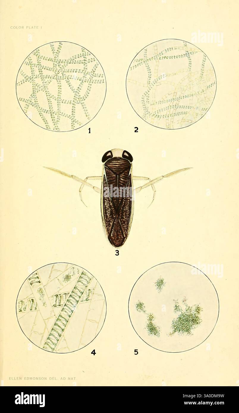 Four smaller illustrations hi-res stock photography and images - Alamy