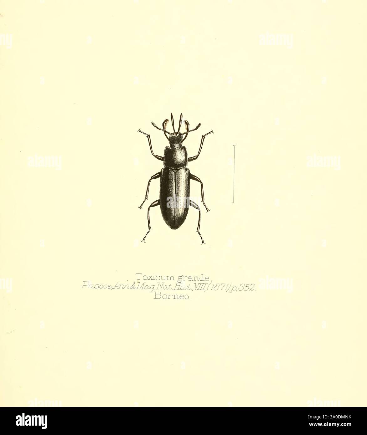 90s Insect Aid to the identification of insects. v. 1. London, E.W. Janson, 1880 ...