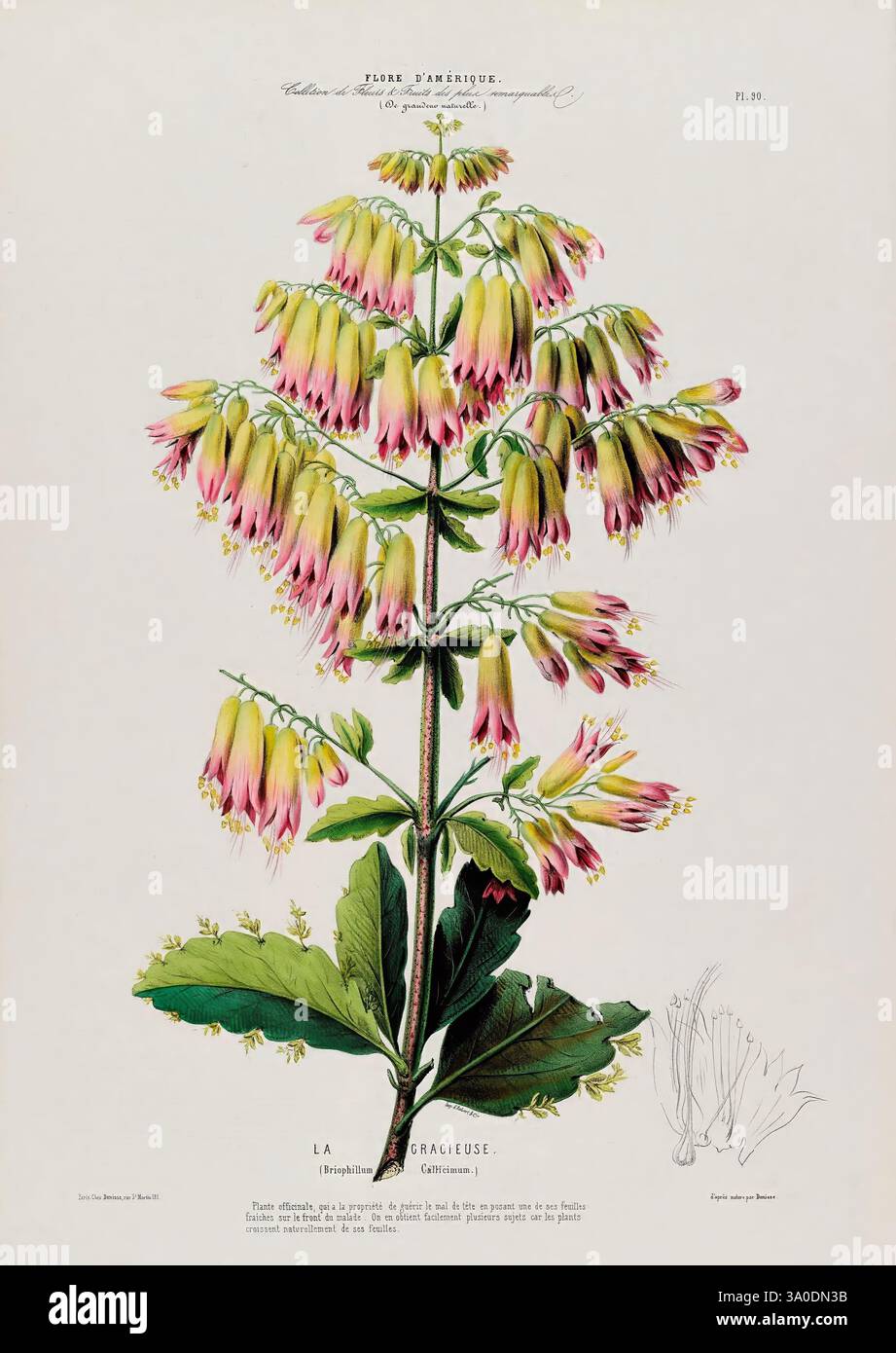 Additional flower parts hi-res stock photography and images - Alamy
