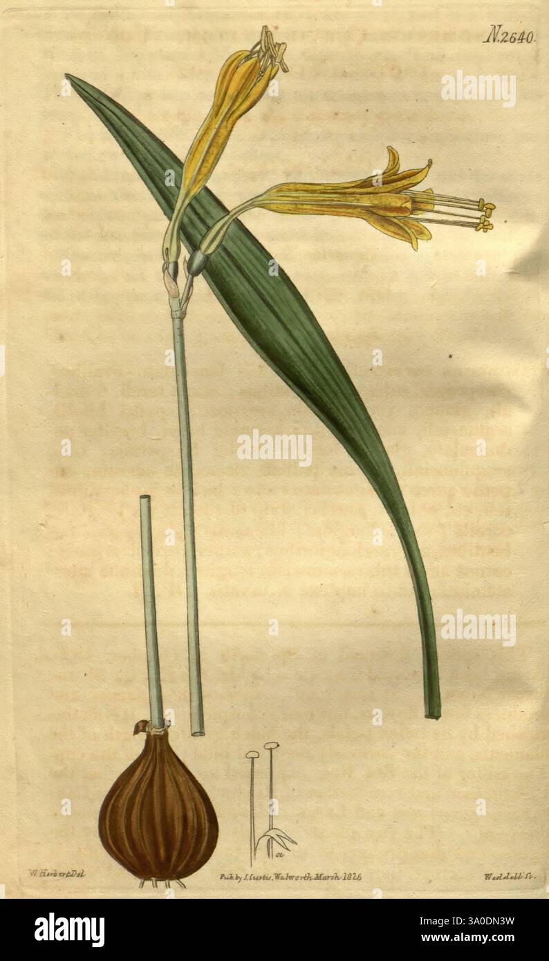Curtis's Botanical Magazine London New York etc. botanical illustration ...