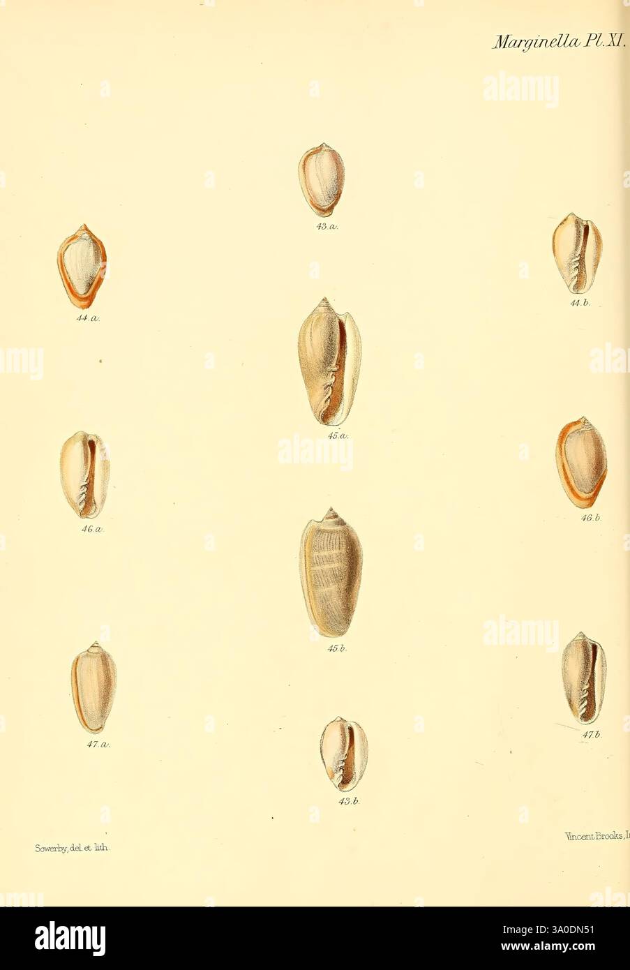 Conchologia iconica, or Illustrations of the shells of molluscous ...