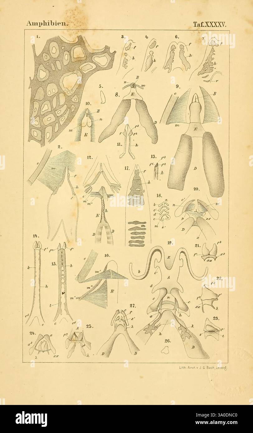 Series of detailed anatomical diagrams of amphibian structures hi-res ...