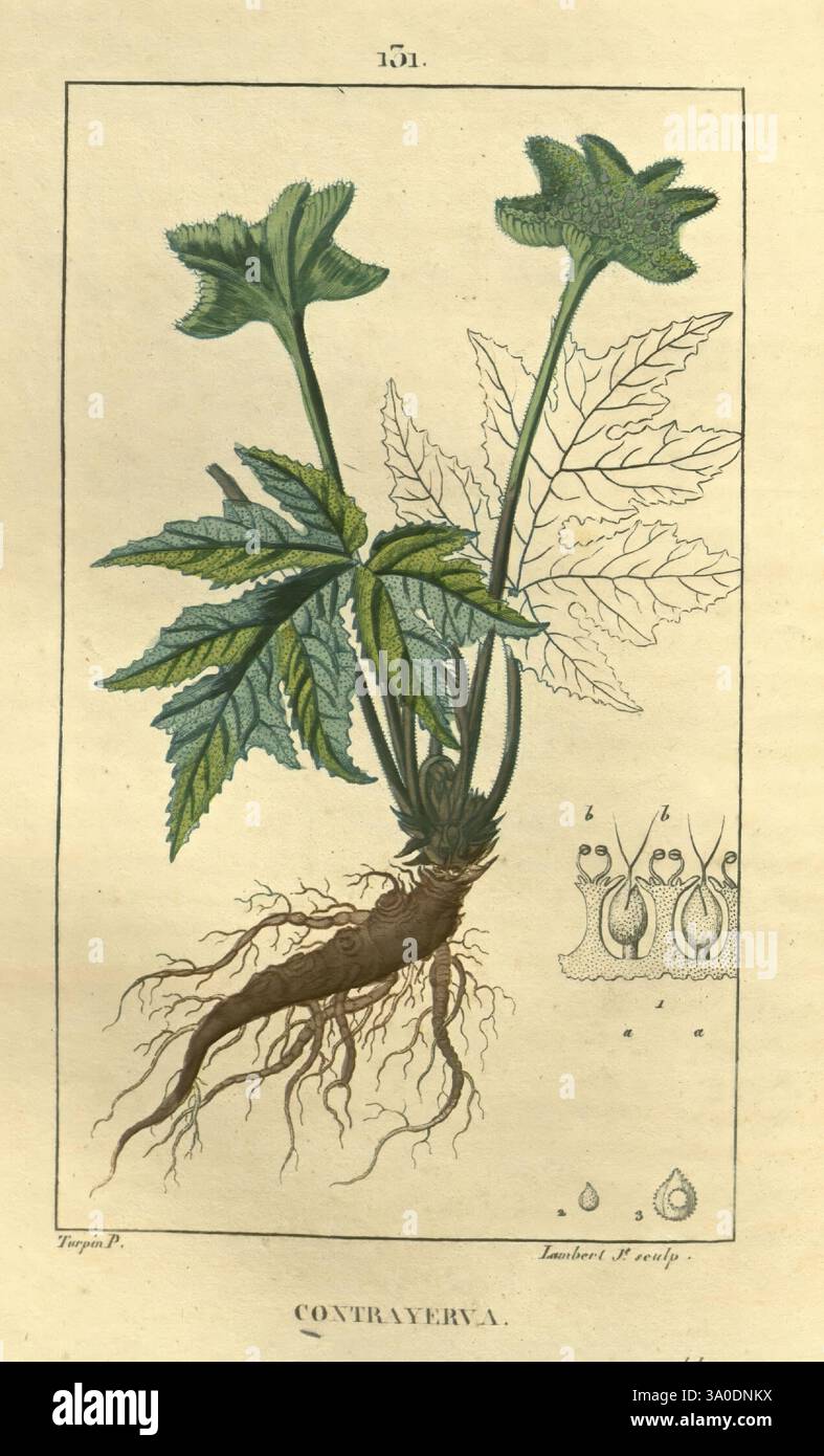 Flore médicale, Paris, Imprimerie de C.L.F. Panckoucke, 1828-1832, 1833 ...