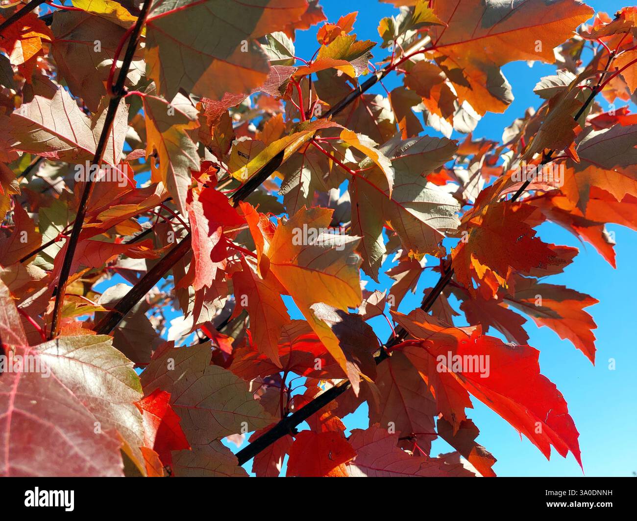Brightly colored autumn maple leaves showcase hues of orange and red as they sway gently in the cool breeze under a clear blue sky. Natures canvas unf Stock Photo