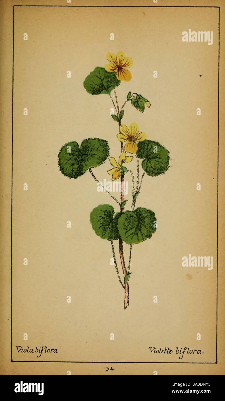 Choix de plantes de l'Europe centrale et particulièrement de la Suisse et de la Savoie Genève, F. Richard, 1878. Europe, Central, Pictorial Works, Plants, Savoy, France, Italy, Switzerland, The New York Botanical Garden, Viola biflora, This illustration features the flowering plant Viola biflora, commonly known as the twinflower violet. The plant exhibits delicate yellow blossoms situated above heart-shaped green leaves, which are arranged along a slender stem. The foliage is lush and vibrant, showcasing the plant's natural beauty. Below the depiction, the name 'Viola biflora' is labeled in bo Stock Photo