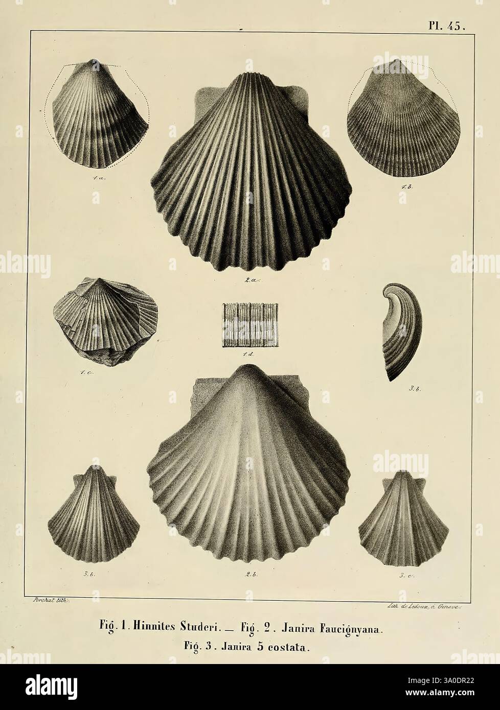 Displaying unique shell characteristics hi-res stock photography and ...
